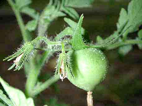 Baby tomato