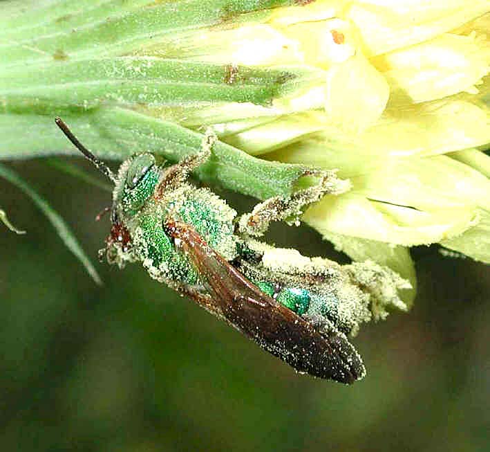 Halictid bee covered with pollen