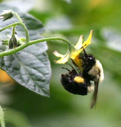 Bumblebee pollinating tomato